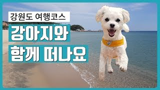 [강원도 여행 브이로그]강아지와 함께 떠나는 속초, 양양 여행코스  Vlog