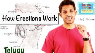 How Erections Work- Telugu