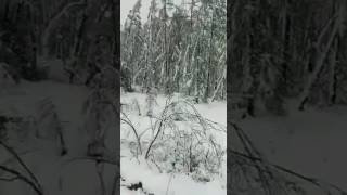 Тында - Край суровый