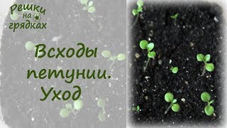 Всходы петунии | Как ухаживать за рассадой петунии после всходов