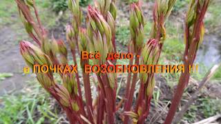 Почему не цветёт ПИОН