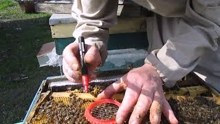Весенний осмотр пчел. Метим матку. Кто боится брать маток в руки