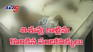 Mother Abandoned Newborn Baby In Drianage | Rats Eat Lower Limbs Of Infant | Visakha | TV5 News