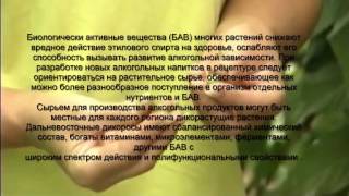 Актинидия коломикта. Что это и как ее выращивать. Лечит от алкоголизма.