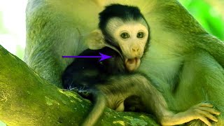 Baby Monkey Dax Showing His Tongue He Is Having Milk Fully Now, Happy Time Face# How Monkey Cry