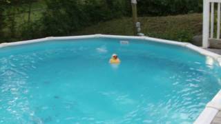 SVP T-500 HD Camera Test "Quacktastic - Duck in the Pool"