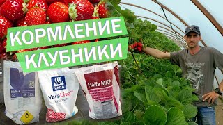 ПИТАНИЕ КЛУБНИКИ
