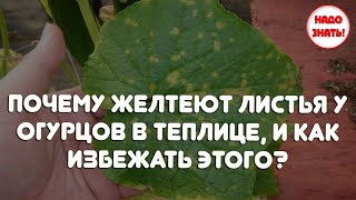 Почему желтеют листья у огурцов в теплице, и как избежать этого?