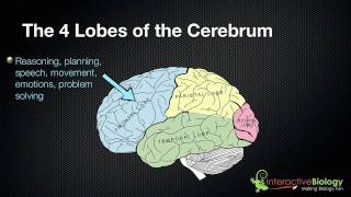 025 The 4 Lobes of the Cerebrum and their functions