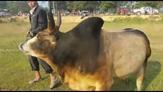 Coj nej saib peb tug nyuj loj nyob tshav nyuj sib nrau pham muang 8/10 /2019​