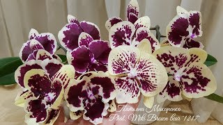 СУПЕР цветение ОРХИДЕИ Phal. Miki Brown bear '1217' orchid орхидея Мишка миша медведь orchids