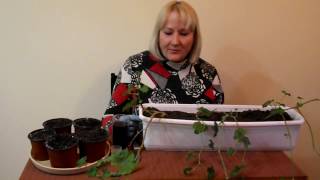 Ампельная (плющевидная) пеларгония зимой