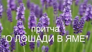 ?Притча "О ЛОШАДИ В ЯМЕ".  Начни жить иначе /Анастасия Булгакова.