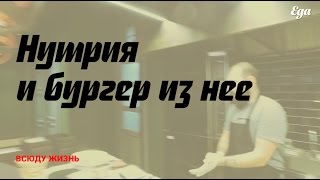 Нутрия и бургер из нее