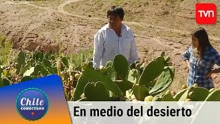 Agricultura en medio del desierto | Chile conectado | Buenos días a todos