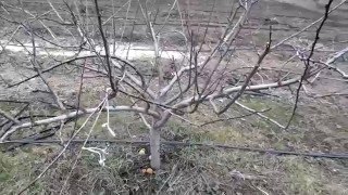 Формировка и обрезка сливы