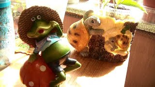 Мои комнатные цветочки Май 2019