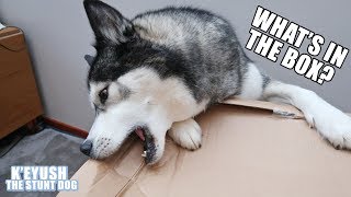 Husky Opens Box Bigger Than Himself! | New Beanbag!