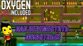 Oxygen Not Included КАК ПЕРЕМЕСТИТЬ ЖИВОТНЫХ ГАЙД