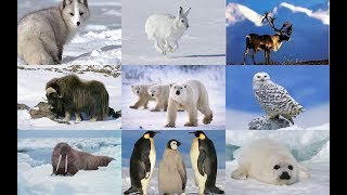 Учим с Северных Животных Развивающий Мультик Для Детей