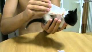 Смешные коты и кошки. Самый красивый котенок в мире!