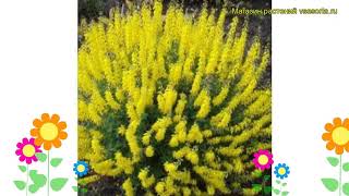 Ракитник чернеющий Кини. Краткий обзор, описание характеристик cytisus nigricans Cyni