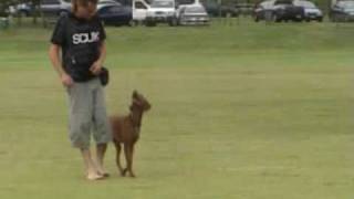 My Vizsla Piri doing some heeling and recall