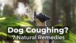 Dog Coughing: How To Quickly Stop It With 7 Natural Remedies