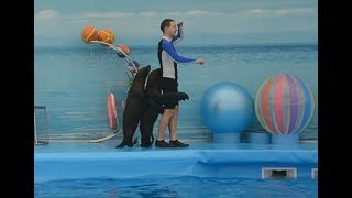Выступление морских котиков.