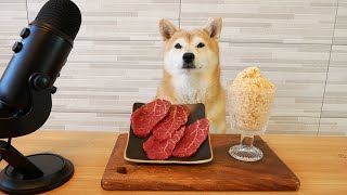 한우 VS 아이스크림, 강아지는 어떤걸 선택할까?!