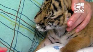 Tiger Cub Gets Help from Chiropractor - Cincinnati Zoo