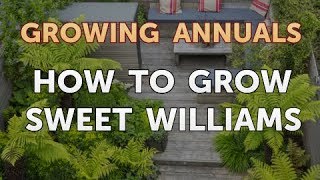 How to Grow Sweet Williams
