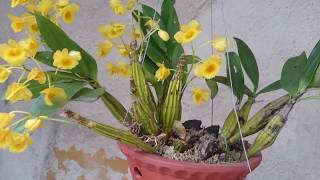 Phân biệt HOÀNG LẠP và SƠN THỦY TIÊN