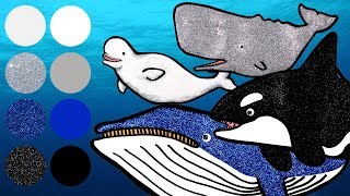 Best Whale Awards | Sea Animals for Kids | Killer Whale, Sperm Whale, Blue Whale, Beluga