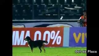 Cachorro entra em campo no jogo entre Botafogo x Náutico
