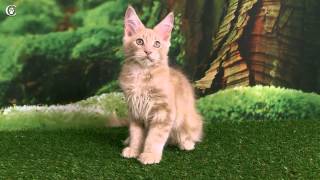 Видео котенка мейн-кун, кремовый солид, Marmalade Grey Claw`s в 3 месяца http://coonplanet.ru/