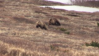 Spring Kamchatka Bear