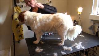 Sådan Klipper og Plejer Du Din Collie