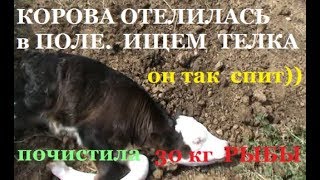 КОРОВА ОТЕЛИЛАСь в ПОЛЕ - 2 ДНЯ ИСКАЛИ ТЕЛЕНКА # запасы РЫБЫ на зиму