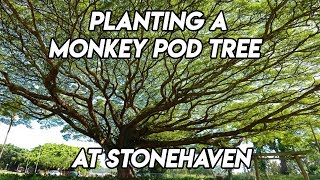 Planting A MonkeyPod Tree in the Desert - Ep201