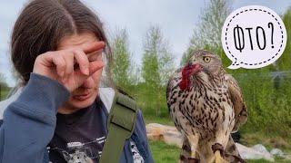 Обучение ястреба-тетеревятника. Этап 8. (День 10). Усложняем окружающую обстановку для птицы