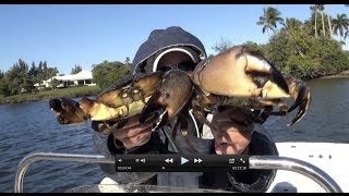 Catching, Cooking and Eating: Blue Crabs and Stone Crabs same time!