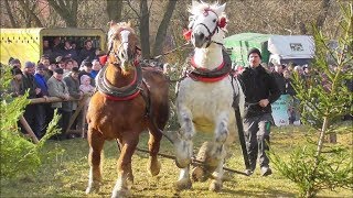 Węgierska Górka-2020-X Zawody Furmanów#2