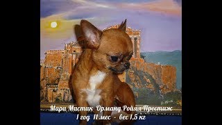 МИНИ КОБЕЛЬ ДЛЯ ВЯЗОК - ВЯЗКА ЧИХУА ( МАРИ МИСТИК )