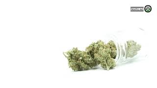 Pineapple Haze Feminized Strain Facts
