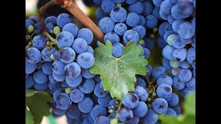 ПОДКОРМКА ПОЗДНИХ СОРТОВ ВИНОГРАДА УСКОРЯЮЩАЯ ВЫЗРЕВАНИЕ ЯГОД