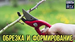 Как правильно обрезать розы весной, летом и осенью. Формировка кустов роз
