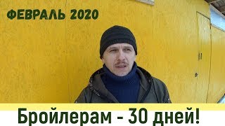 Обещал держать в курсе - Бройлерам 30 дней и зима таки настала...