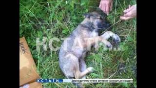 Чтобы избавиться от надоевшего щенка хозяева выкинули его из окна многоэтажки