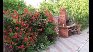 Розы на даче, или как украсить дачу розами